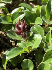 Salix phlebophylla