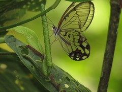 Pseudohaetera hypaesia