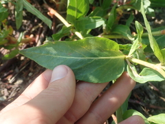 Koenigia phytolaccifolia