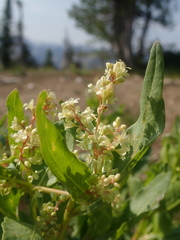 Koenigia phytolaccifolia