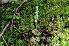 Goodyera repens