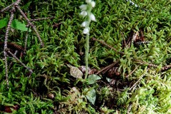 Goodyera repens