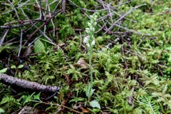 Goodyera repens