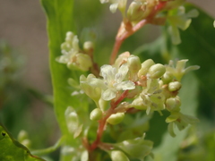 Koenigia phytolaccifolia