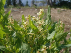Koenigia phytolaccifolia
