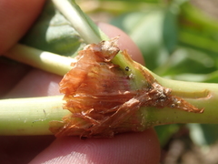 Koenigia phytolaccifolia