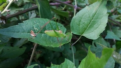 Leptophyes laticauda
