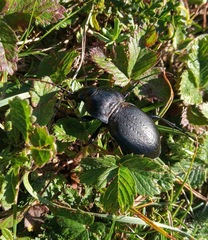 Carabus hungaricus