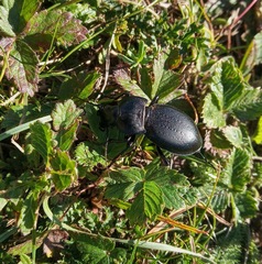 Carabus hungaricus