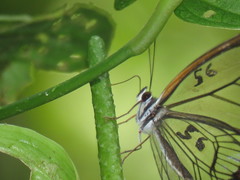 Pseudohaetera hypaesia