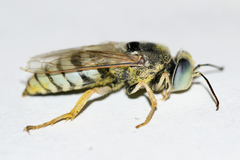 Bembix pallidipicta