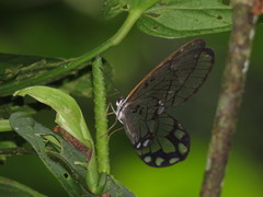 Pseudohaetera hypaesia