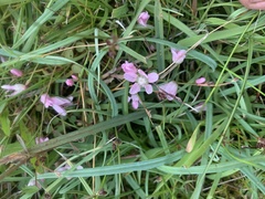 Lysimachia tenella
