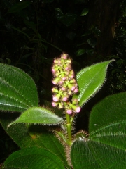 Miconia tococa