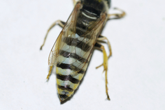 Bembix pallidipicta