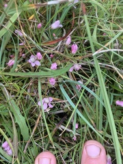 Lysimachia tenella