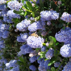 Apis mellifera