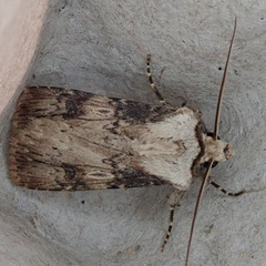 Agrotis puta