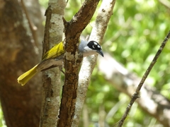 Phaenicophilus palmarum