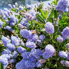 Apis mellifera