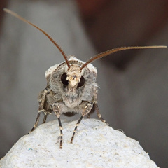Agrotis puta