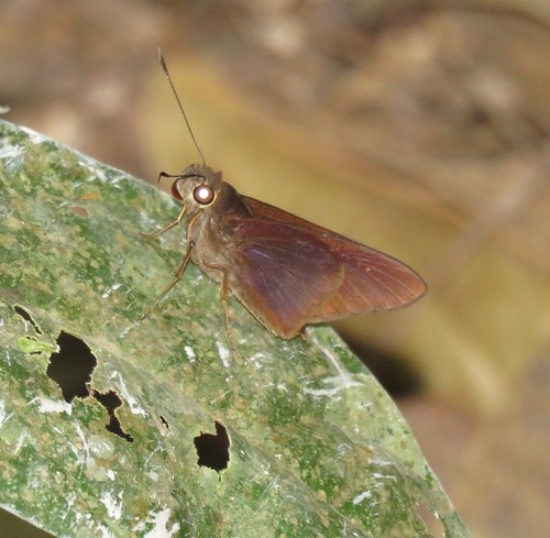 Damas clavus