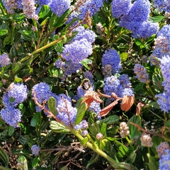Bombus