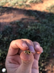 Neopasiphae mirabilis