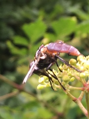 Trichopoda lanipes