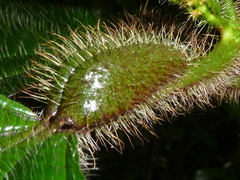 Miconia tococa