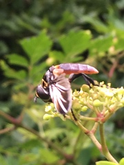 Trichopoda lanipes