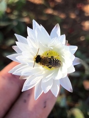 Neopasiphae mirabilis