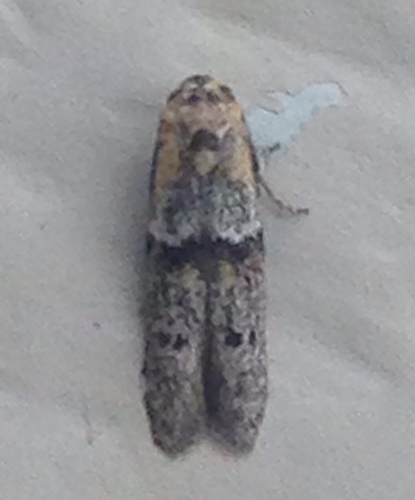 Blastobasidae