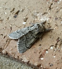 Paraeschra tortuosa