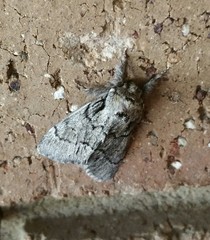 Paraeschra tortuosa