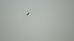 Chordeiles acutipennis