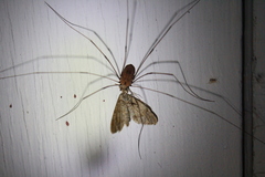 Leiobunum nigropalpi