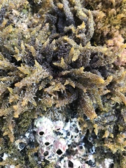 Rhodomelaceae