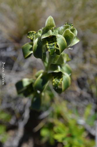 Chloraea viridiflora