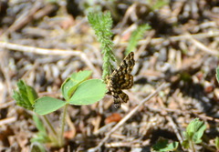 Epelis truncataria