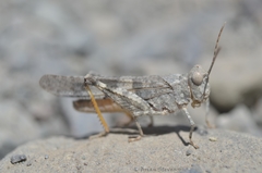 Trimerotropis ochraceipennis