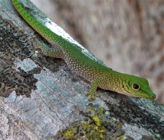 Phelsuma kochi