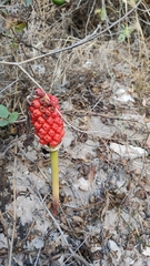 Arum elongatum