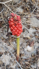 Arum elongatum