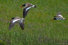 Haematopus palliatus