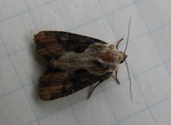 Lateroligia ophiogramma