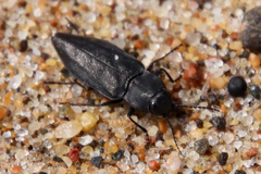Melanophila acuminata
