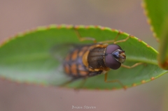 Syrphus octomaculatus