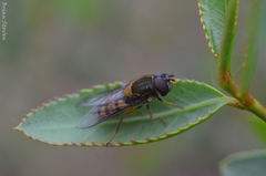 Syrphus octomaculatus