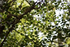 Betula pendula fontqueri